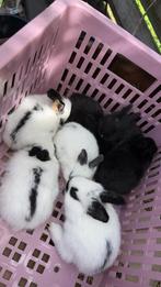 Konijnen, Dieren en Toebehoren, Konijnen, Meerdere dieren, Dwerg