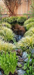 Ongeveer 12 grote koikarpers, Dieren en Toebehoren, Vissen | Vijvervissen, Karper of Koi