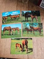 Ansichtkaarten paarden, Ophalen of Verzenden, 1980 tot heden, Paard