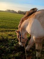 GEZOCHT : paardenstalling, Dieren en Toebehoren, Stalling en Weidegang
