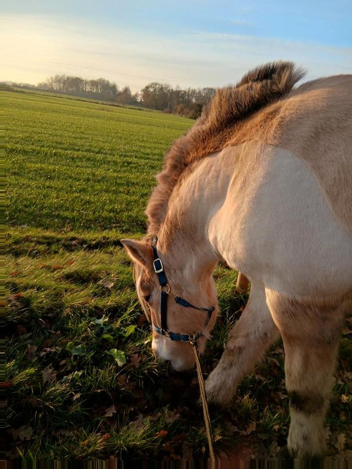 GEZOCHT : paardenstalling, Dieren en Toebehoren, Stalling en Weidegang