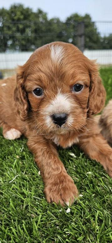 Te koop super mooie King Charles Spaniël pups beschikbaar voor biedingen