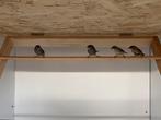 Tijgervink 2 mannen, Dieren en Toebehoren, Vogels | Overige Vogels, Mannelijk, Tropenvogel