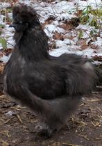 Zijdehoen haan, Mannelijk, Kip