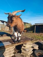 Gratis dwergeit en gecastreerde bok, Dieren en Toebehoren