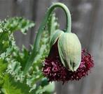 Nr 39/ zaad Pioenpapaver ‘Black Swan ‘ Papaver - bio, Ophalen of Verzenden, Voorjaar, Volle zon, Zaad