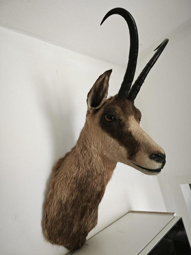 Chamois kop, Verzamelen, Dierenverzamelingen, Zo goed als nieuw, Gewei of Kop, Wild dier, Ophalen