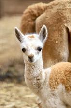 Alpaca's | Deskundig advies | verschillende leeftijden, Meerdere dieren, Overige soorten