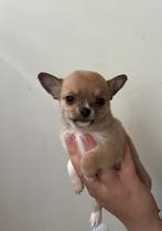 Chihuahua reutje te koop, Dieren en Toebehoren, Honden | Chihuahua's en Gezelschapshonden, België, Particulier, Rabiës (hondsdolheid)