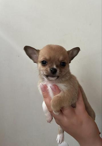 Chihuahua reutje te koop beschikbaar voor biedingen