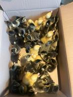 Jonge eenden te koop, Dieren en Toebehoren, Pluimvee