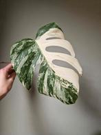 Monstera Albo stek, Ophalen, Halfschaduw, Minder dan 100 cm