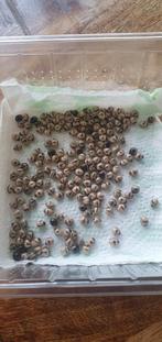 Flappentak eitjes, Dieren en Toebehoren, Insecten en Spinnen, Wandelende tak