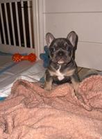 Franse bulldog pups, Dieren en Toebehoren, CDV (hondenziekte), 8 tot 15 weken, Bulldog, Meerdere