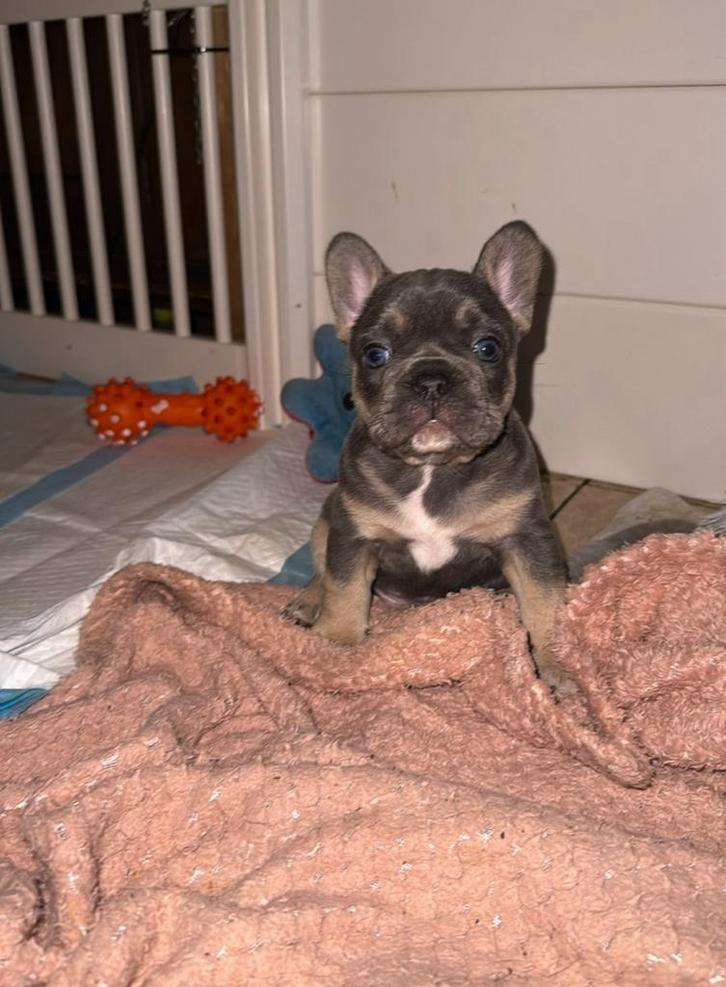 Franse bulldog pups, Dieren en Toebehoren, Honden | Bulldogs, Pinschers en Molossers, Meerdere dieren, Bulldog, Particulier, Meerdere