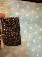 Sugnata inexpecta eitjes, Dieren en Toebehoren, Insecten en Spinnen, Wandelende tak