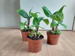 Musa Cavendish - Bananenplant H: 26 - 32 cm., Ophalen, Overige soorten, Halfschaduw, Minder dan 100 cm