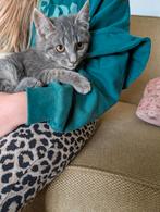 Leuke kitten poesje Europese korthaar grijs, Dieren en Toebehoren, Katten en Kittens | Overige Katten, Kater