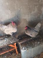 2 Barnevelder Kippen Groot Ras, Dieren en Toebehoren, Vrouwelijk, Kip