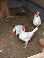 3st witte leghorn, Dieren en Toebehoren, Vrouwelijk