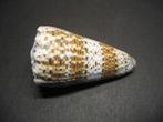 Schelpen: Conus imperialis  Linnaeus, 1758., Verzamelen, Mineralen en Fossielen, Ophalen of Verzenden, Schelp(en)