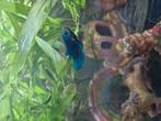 Vrouwelijke Betta Splendes (Kempvis) te koop, Dieren en Toebehoren, Vis, Zoetwatervis