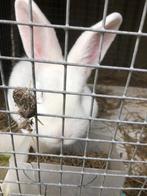 Witte wener Konijnen, Dieren en Toebehoren, Konijnen, Meerdere dieren, Middelgroot, 0 tot 2 jaar
