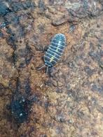 Armadillium germanicum, Overige soorten
