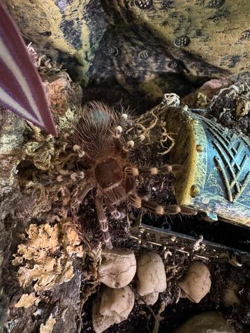 acanthoscurria geniculata met ingerichte exo terra beschikbaar voor biedingen