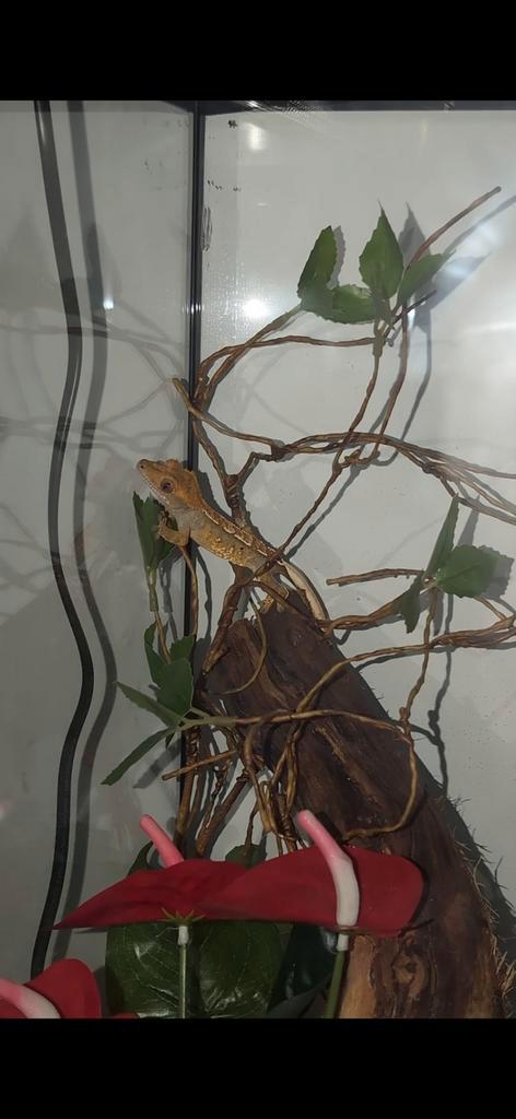 Wimpergekko ( dame ) inclusief terrarium en alle toebehoren., Dieren en Toebehoren, Reptielen en Amfibieën, Overige soorten, 0 tot 2 jaar