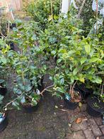 Camelia wit hoog 80 / 100 cm vol in knop bloeid einde winter, Ophalen, Lente, Vaste plant, Halfschaduw