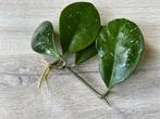 Hoya David's Green Cup, Ophalen of Verzenden, Halfschaduw, Minder dan 100 cm
