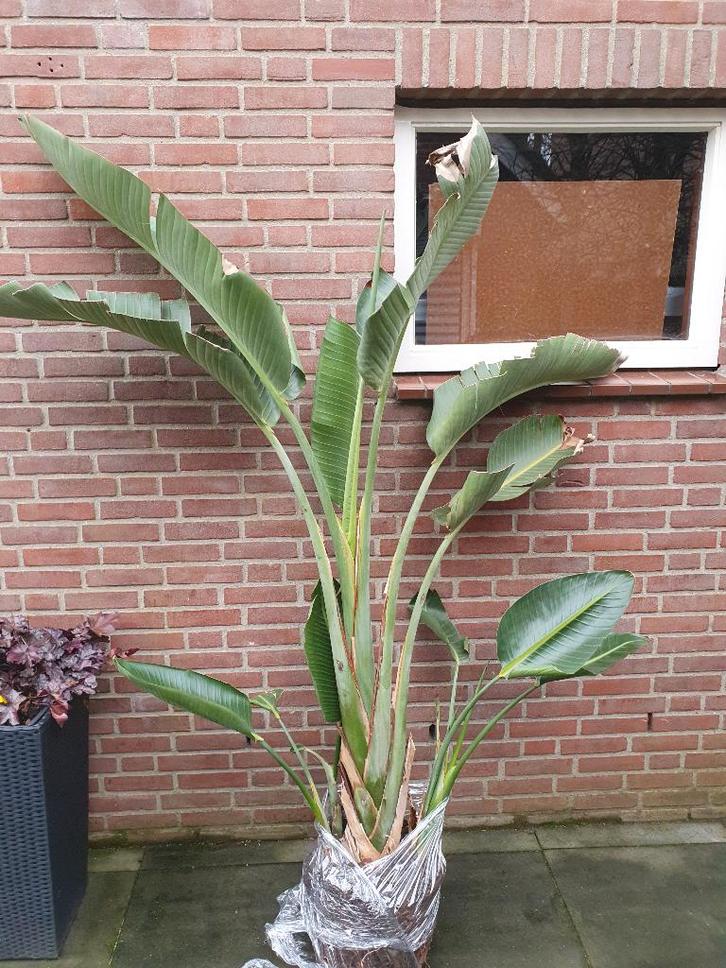 Grote Strelitzia kamerplant 2 meter hoog, Huis en Inrichting, Kamerplanten, Overige soorten, 150 tot 200 cm, Bloeiende kamerplant