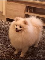 ✨Mooie pomeriaan dekreu✨niet te koop, Dieren en Toebehoren, Honden | Dekreuen, Rabiës (hondsdolheid), Reu, Eén hond, 3 tot 5 jaar