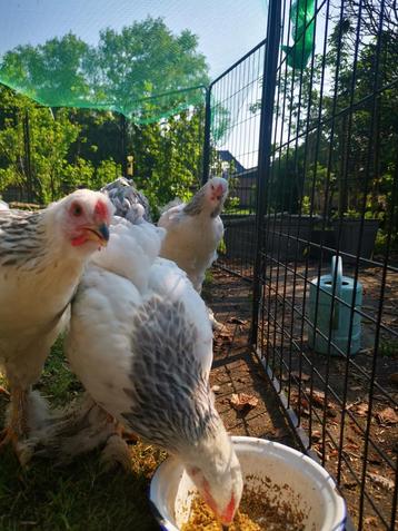 Jonge Brahma hanen beschikbaar voor biedingen