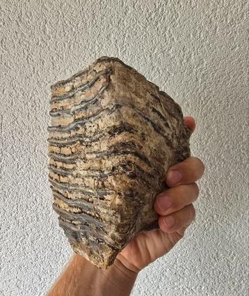 Fossiele mammoet kies beschikbaar voor biedingen