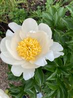Zaden PAEONIA lactiflora 'Early Windflower - pioenroos, Ophalen of Verzenden, Volle zon