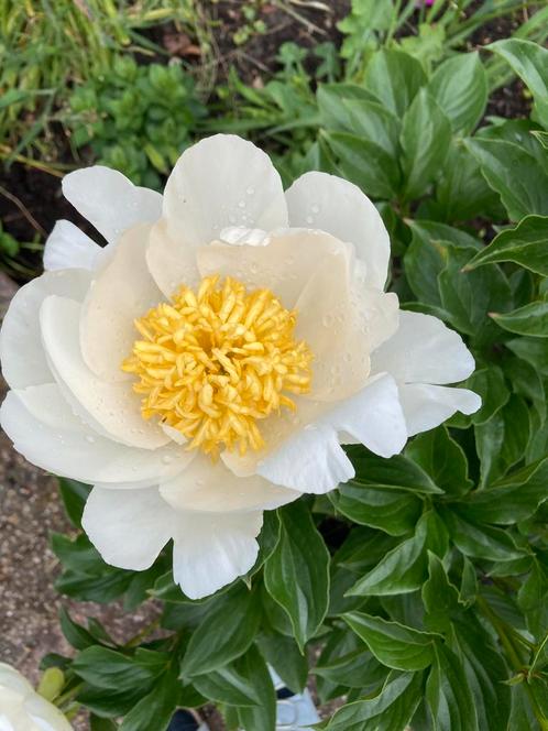 Zaden PAEONIA lactiflora 'Early Windflower - pioenroos, Tuin en Terras, Bloembollen en Zaden, Volle zon, Ophalen of Verzenden