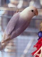 Koppel Dwergpapegaaien, Dieren en Toebehoren, Meerdere dieren, Dwergpapegaai of Agapornis, Geringd