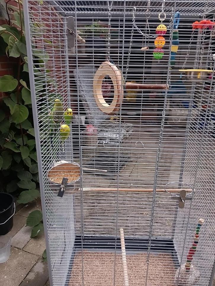 parkietjes met of zonder kooi, Dieren en Toebehoren, Vogels | Hokken en Kooien, Gebruikt, Volière, Overige materialen, Ophalen