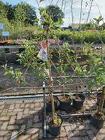 Leifruitbomen, appel,peer,pruim,kers, Ophalen, Volle zon, Overige soorten