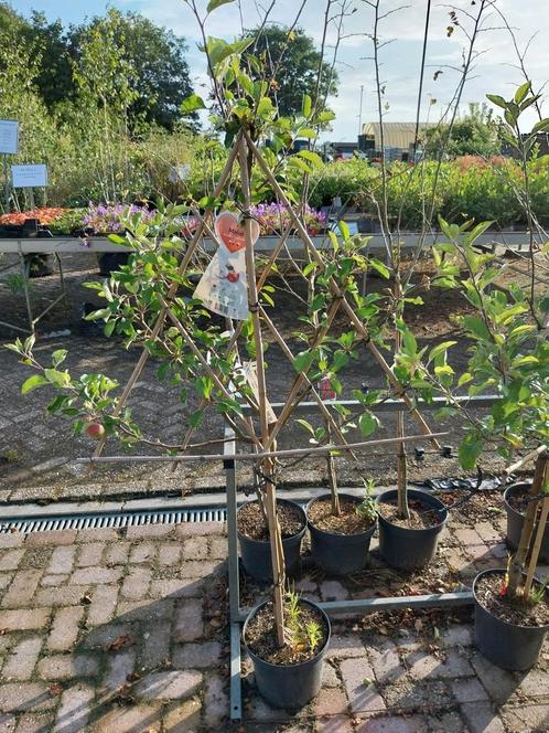Leifruitbomen, appel,peer,pruim,kers, Tuin en Terras, Planten | Bomen, Overige soorten, Volle zon, Ophalen