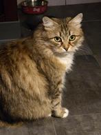 Siberische  poes met stamboom ter adoptie., Dieren en Toebehoren, Katten en Kittens | Raskatten | Langhaar, Poes, Gechipt, 3 tot 5 jaar