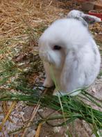 Franse hangoor voedster, Dieren en Toebehoren, Konijnen, Vrouwelijk, Groot, Hangoor, 0 tot 2 jaar