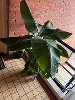 Musa (bananenplant) met pot, Ophalen, Overige soorten, 100 tot 150 cm