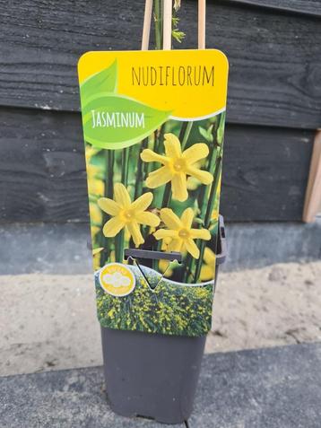 Gele Jasmijn klimplant beschikbaar voor biedingen