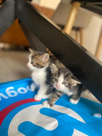 3 lieve katertjes op zoek naar een nieuw huisje!!! beschikbaar voor biedingen