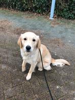 Parttime baasje gezocht, Dieren en Toebehoren, Particulier, Rabiës (hondsdolheid), Golden retriever, Teef