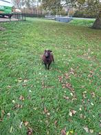 4 ouessant ooien, Dieren en Toebehoren, Schapen, Geiten en Varkens, Vrouwelijk, Schaap