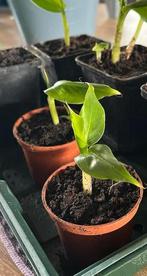 Bananenplant stekjes - Tropisch tintje!, Volle zon, Vaste plant, Ophalen of Verzenden, Bloeit niet